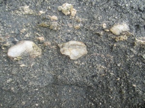 Matheson's Bay fossil molluscs05