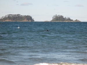Dolphins at Martin's Bay
