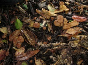 brown fungi and leaves