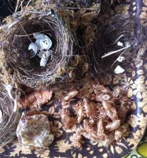 cicadas birds nests